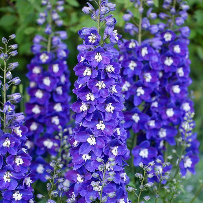 Delphinium,  Delgenius™ Blue Fabulosa Delphinium