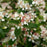 Chokeberry, PW® Ground Hug® Aronia