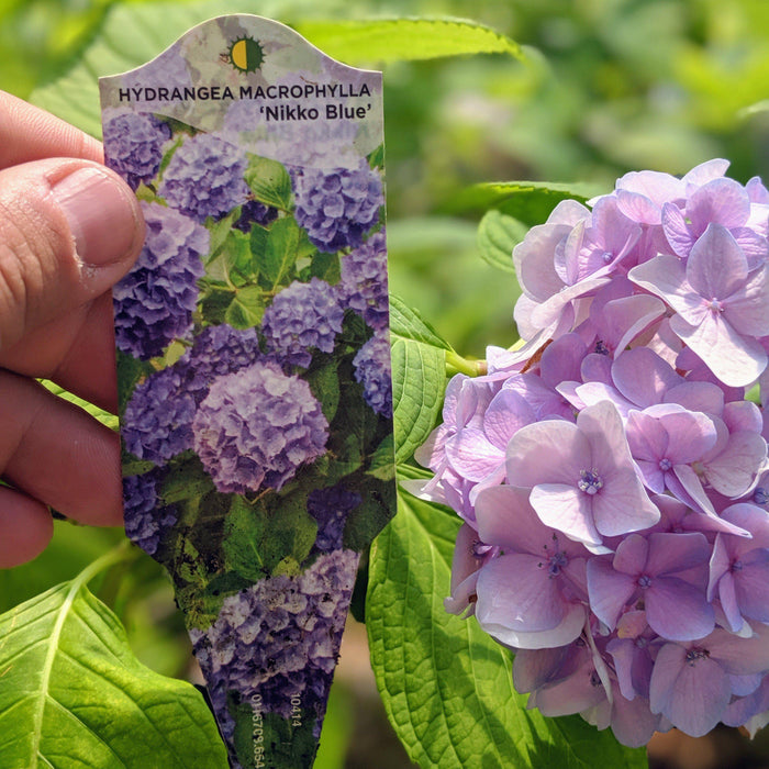 Hydrangea, Nikko Blue Hydrangea