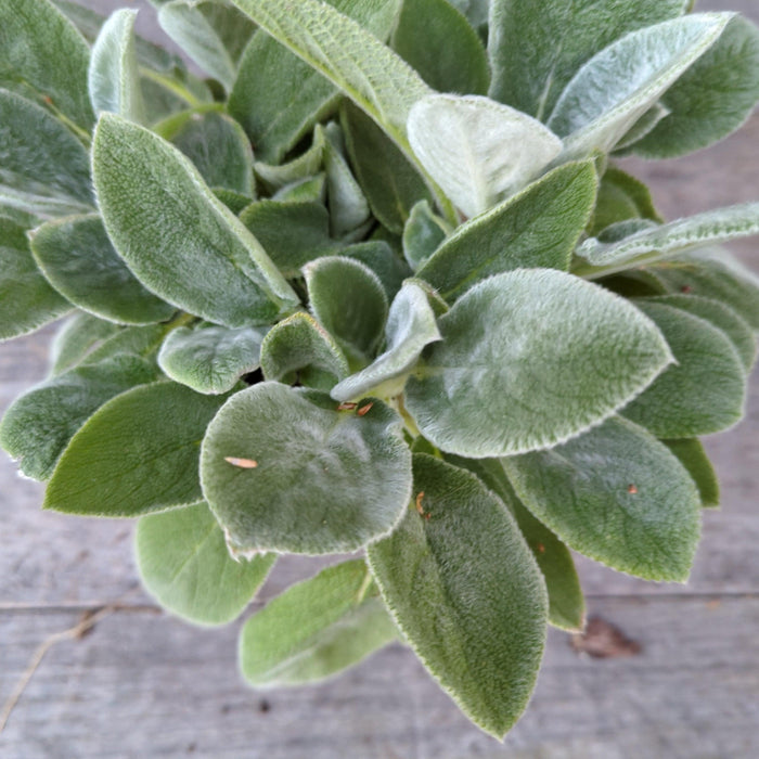 Lamb's Ear, Giant Lamb's Ear