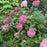 Hydrangea, Magical® Ruby Snow Hydrangea