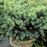 Juniper, Blue Star Juniper