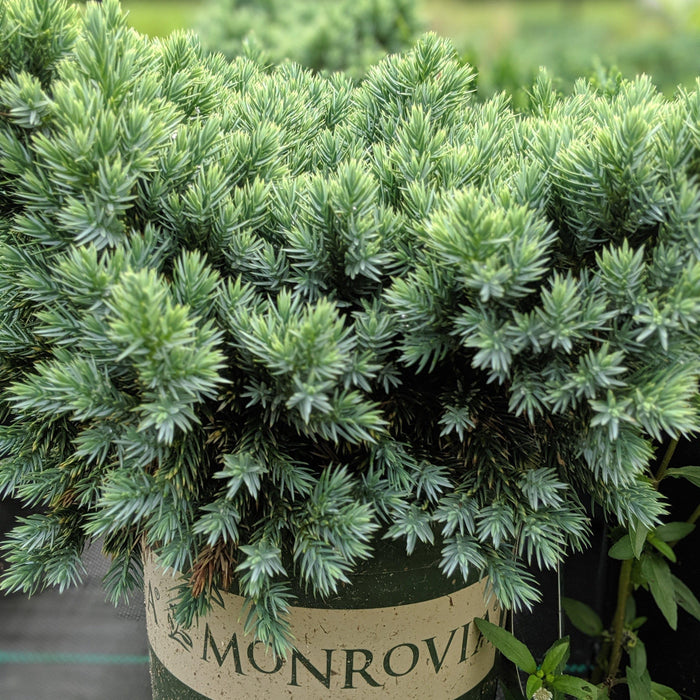 Juniper, Blue Star Juniper
