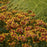Tickseed, Lil' Bang™ Daybreak Tickseed