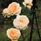 Rose, Bathsheba Climbing Rose