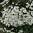 Candytuft, Snowsurfer™ Candytuft