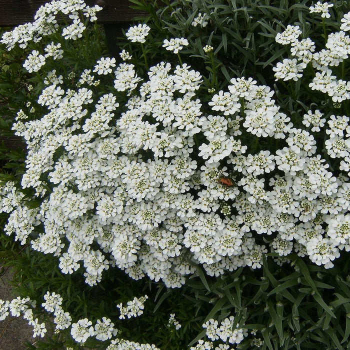 Candytuft, Snowsurfer™ Candytuft