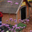Verbena, Lollipop Verbena