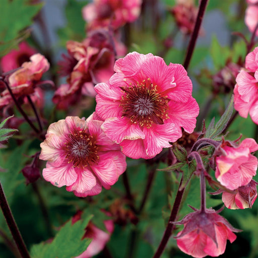 Avens, Tempo™ Rose Avens