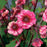 Avens, Tempo™ Rose Avens