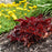 Coral Bells, Dolce® Cherry Truffles Heuchera
