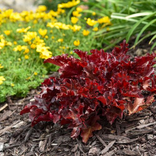 Coral Bells, Dolce® Cherry Truffles Heuchera