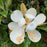 Magnolia, Bracken's Brown Beauty Southern Magnolia