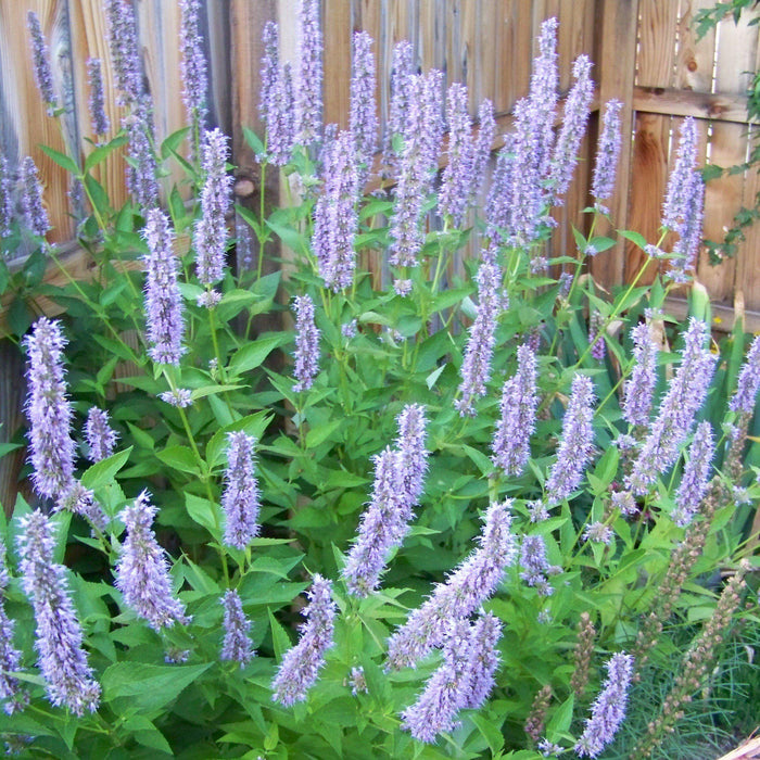 Hyssop, Blue Fortune Giant Hyssop