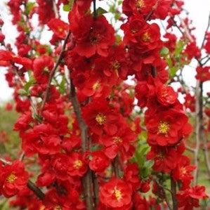 Flowering Quince, PW® Double Take™ Scarlet Flowering Quince