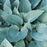 Hosta, Halcyon Hosta