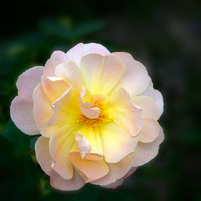 Rose, The Lark Ascending® Rose