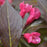 Weigela, Spilled Wine® Weigela