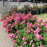 Rose, Flower Carpet® Pink Supreme Rose