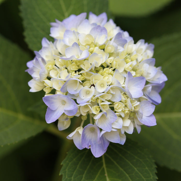 Hydrangea, Azure Skies™ Hydrangea