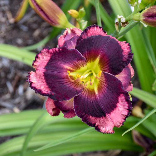 Daylily, PW® Rainbow Rhythm® Storm Shelter Daylily