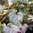 Coral Bells, Green Spice Coral Bells