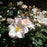 Rose, Sally Holmes Climbing Rose