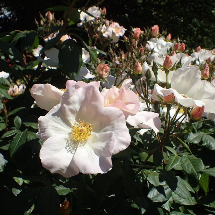 Rose, Sally Holmes Climbing Rose