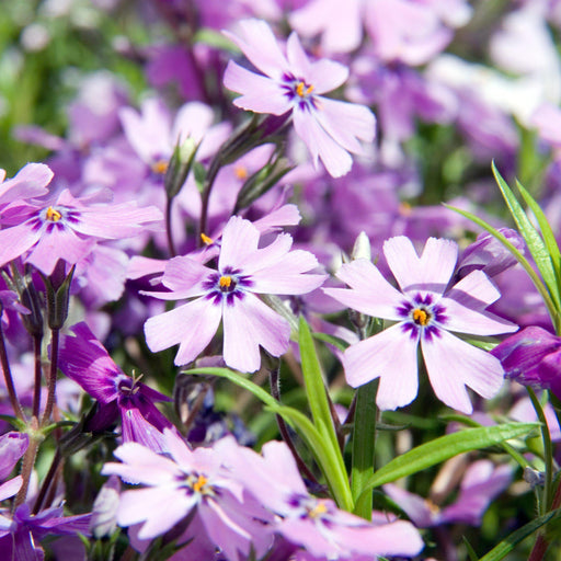 Phlox, Purple Beauty Creeping Phlox