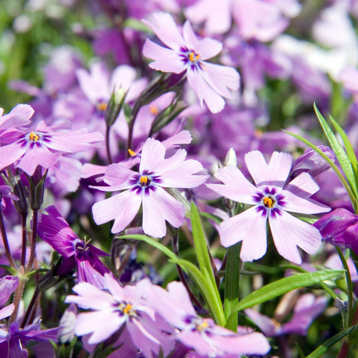 Phlox, Purple Beauty Creeping Phlox