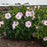 Hibiscus, Summerific® Ballet Slippers Hibiscus