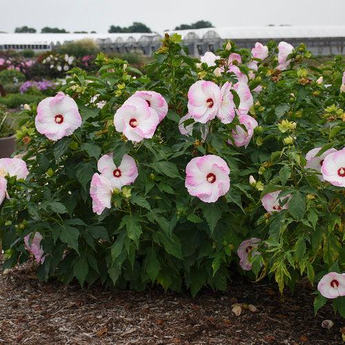 Hibiscus, Summerific® Ballet Slippers Hibiscus