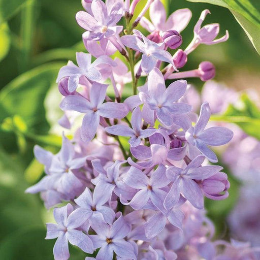 Lilac, New Age™ Lavender Lilac