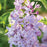 Lilac, New Age™ Lavender Lilac