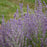 Perovskia atriplicifolia 'Sage Advice'  - Sage Advice Russian Sage
