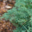 Juniper, PW® Montana Moss® Juniper