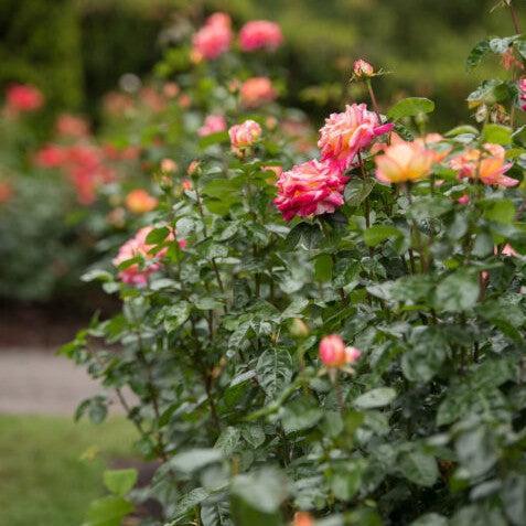 Rose, First Edition® Love & Peace® Rose