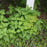 Catnip