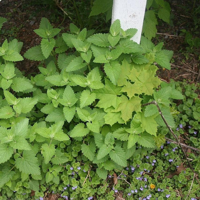 Catnip