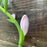 Hosta, Guacamole Hosta