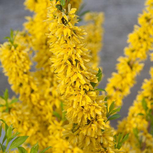 Forsythia, Show Off® Forsythia
