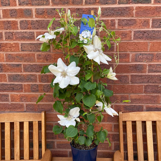 Clematis, Guernsey Flute™ Clematis