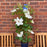 Clematis, Guernsey Flute™ Clematis