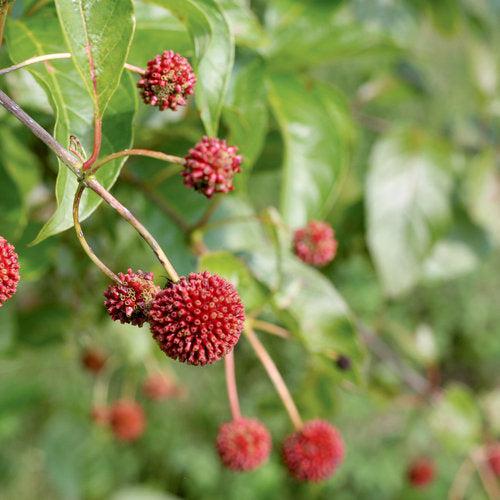 Buttonbush, Sugar Shack® Buttonbush