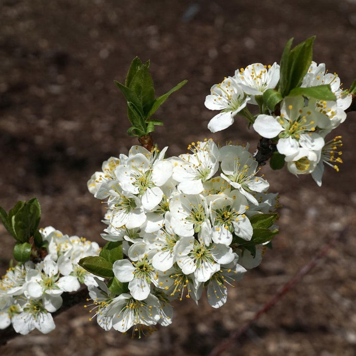 Plum, Beach Plum