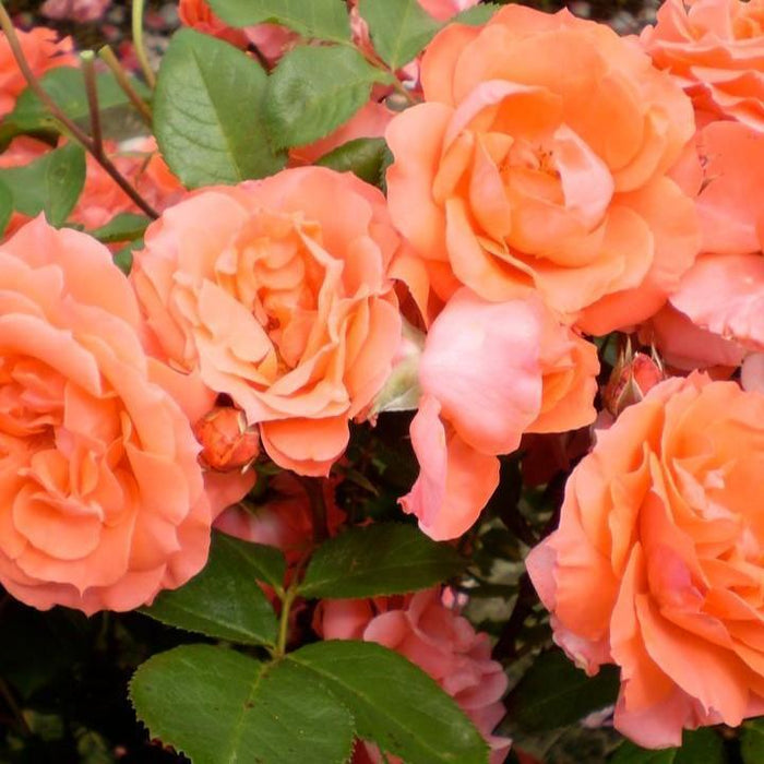 Rose, First Editions® Patriot Dream Rose