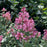 Syringa x 'SMNSPH' USPP 35,93  - Bloomerang® Ballet™ Lilac