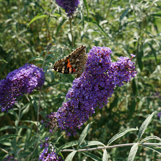 Butterfly Bush, Nanho Blue Butterfly Bush