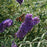 Butterfly Bush, Nanho Blue Butterfly Bush