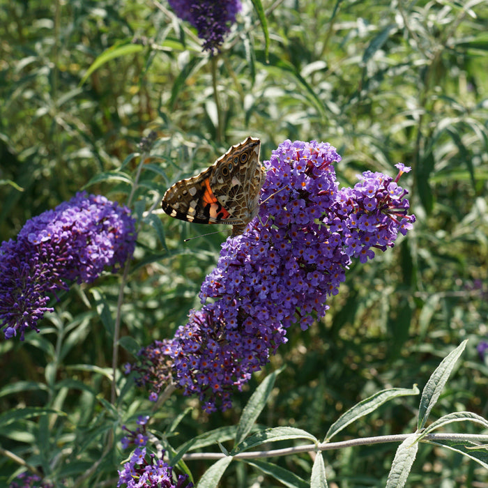 Butterfly Bush, Nanho Blue Butterfly Bush